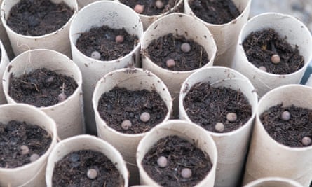 Sowing sweet pea seeds for summer – old toilet roll tubes will do.