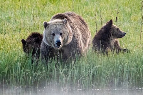 a grizzly bear with two cubs