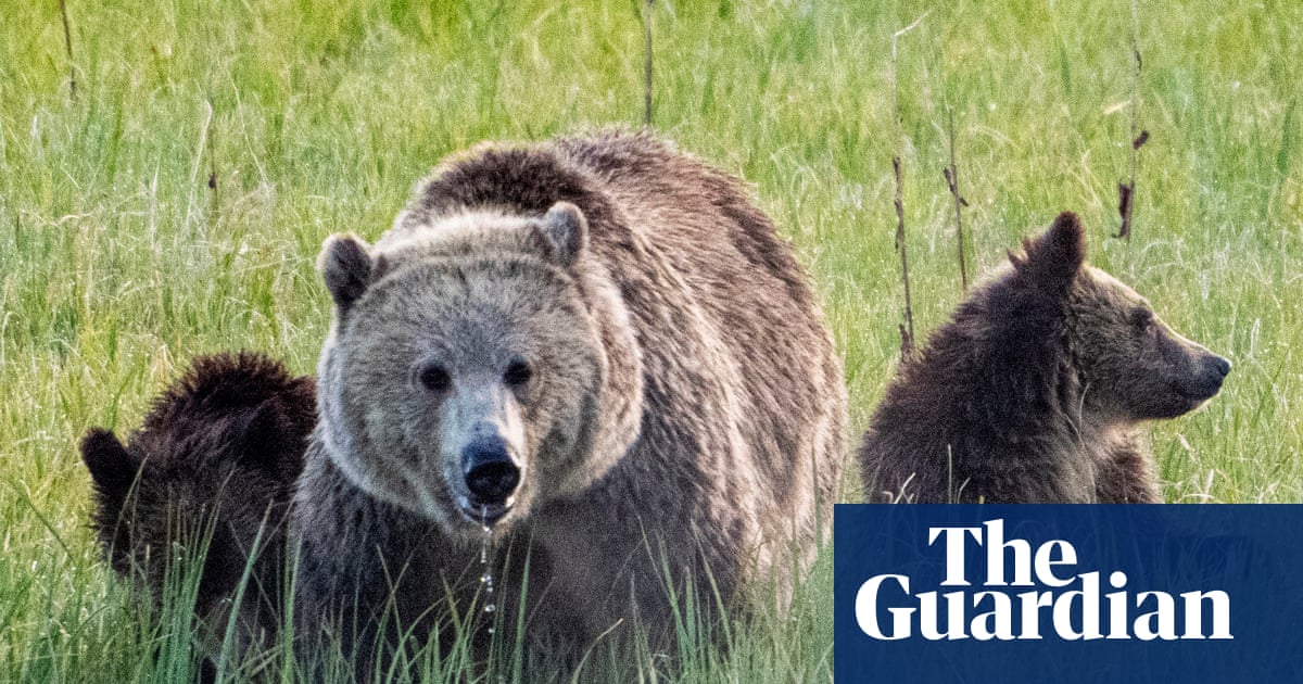 New Trump rule allows hunters to bait bears in Alaska with doughnuts, bacon and more