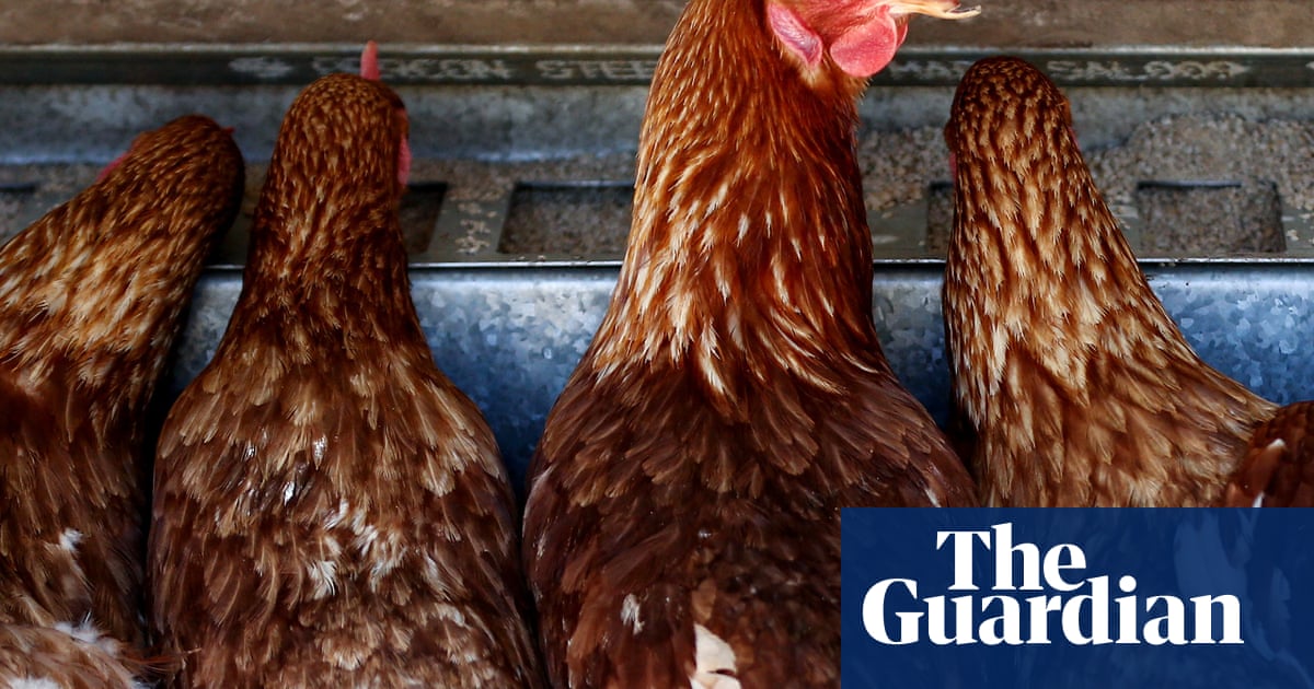 As cage eggs are phased out around the world, how can producers lower the risks of free-range ‘hen heaven’? | Rural Australia As cage eggs are phased out around the world, how can producers lower the risks of free-range ‘hen heaven’? | Rural Australia