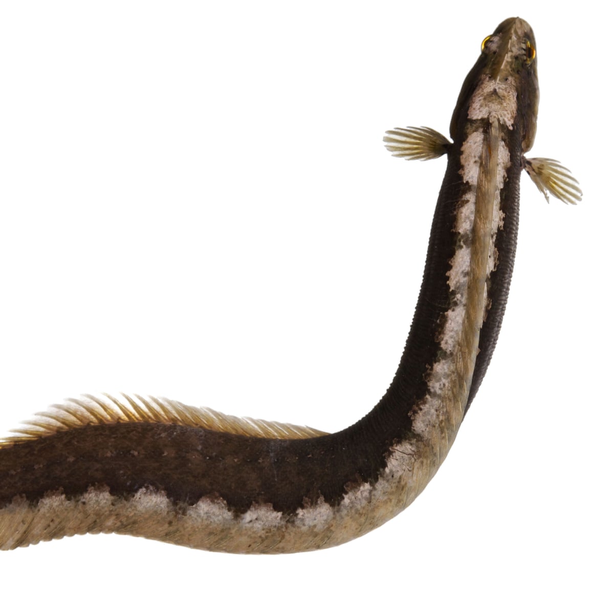 Monkeyface Prickleback What A Vegetarian Fish Can Teach Us About Sustainable Eating Fish The Guardian Monkeyface Prickleback What A Vegetarian Fish Can Teach Us About Sustainable Eating Fish The Guardian
