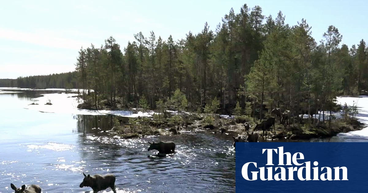 ‘When we saw one there were high-fives and hugging’: the Swedish TV show (hopefully) bringing moose to your sofa