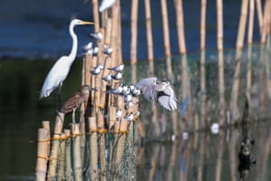 Vários pássaros migratórios empoleiram-se em palafitas de bambu no Parque do Pantanal Las Piñas-Parañaque, em Las Piñas, nas Filipinas.