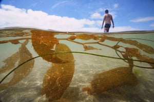 A man wades past kelp as he goes for a swim