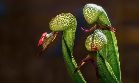 three cobra lily stems