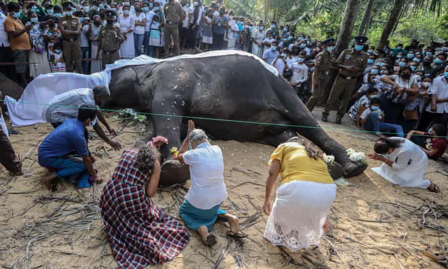 Sri Lankans pay their last respects to the elephant Nadungamuwa Raja, the main sacred tooth relic casket bearer at the Esala perahera in Kandy.