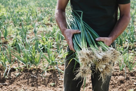 Farmer standing in a field holding freshly picked spring onions.