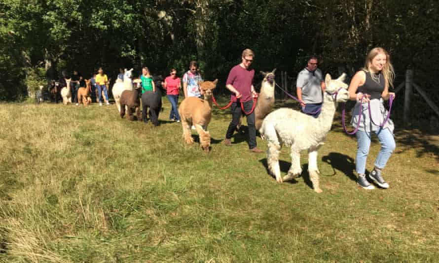 Spring Farm Alpacas