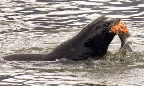 A sea lion eats a salmon in the Columbia River near the Bonneville Dam in North Bonneville, Washington. 