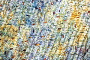 Among these characteristically elongated cells of onion tissue, the small coloured bars are calcium oxalate crystals, which also precipitate from overacidic urine in the human body to form kidney stones. Calcium oxalate has been found in more than a thousand plant families and its function is not entirely clear. It’s assumed that crystals form to absorb excess calcium ingested by the plant. Some plants contain it in toxic quantities, for example rhubarb (leaves, not stem) and Dieffenbachia, which can choke and render speechless those who eat it. 