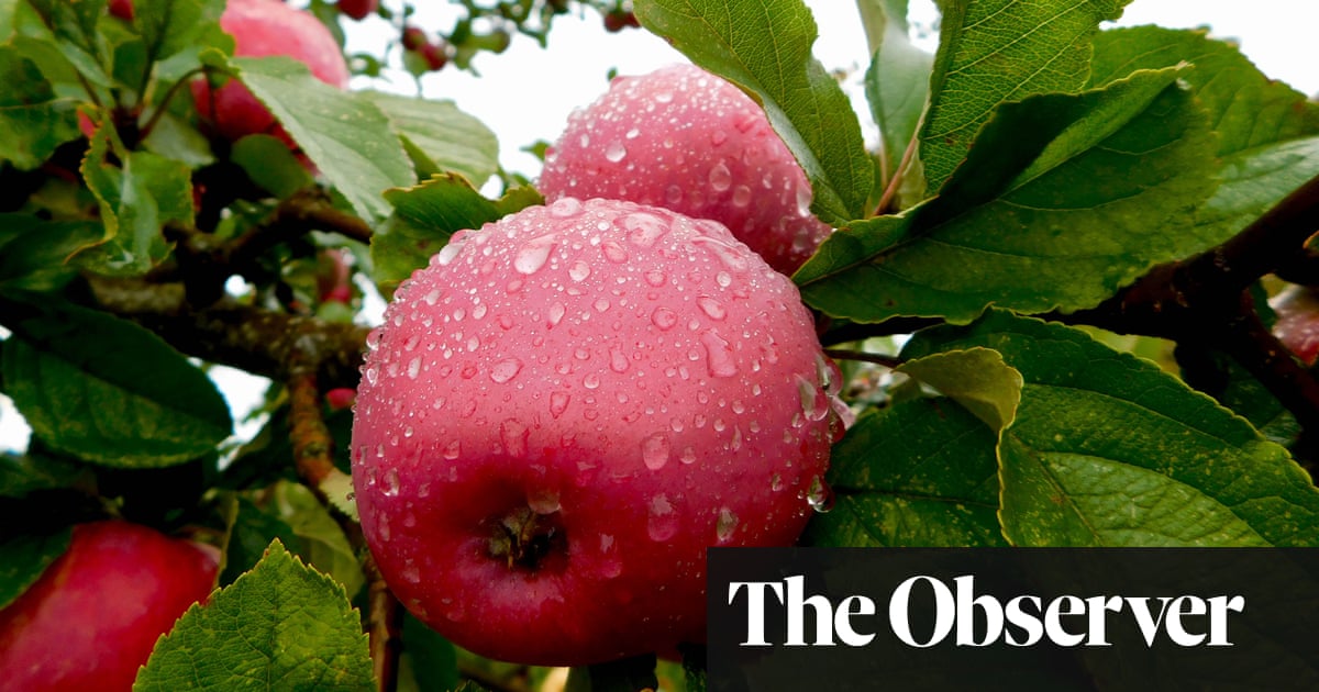 Rettet unseren Apfelwein: Apfelbauern und -produzenten fordern die ...