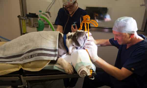 This Is A Calamity The Surgeons Keeping Pugs And Bulldogs Alive