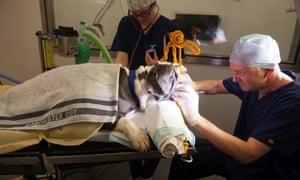 Shaun Opperman, Battersea’s head vet, and Emily Friend, a veterinary nurse, remove tissue from Sidney’s throat and nose