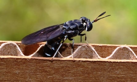 Behold – a black soldier fly.