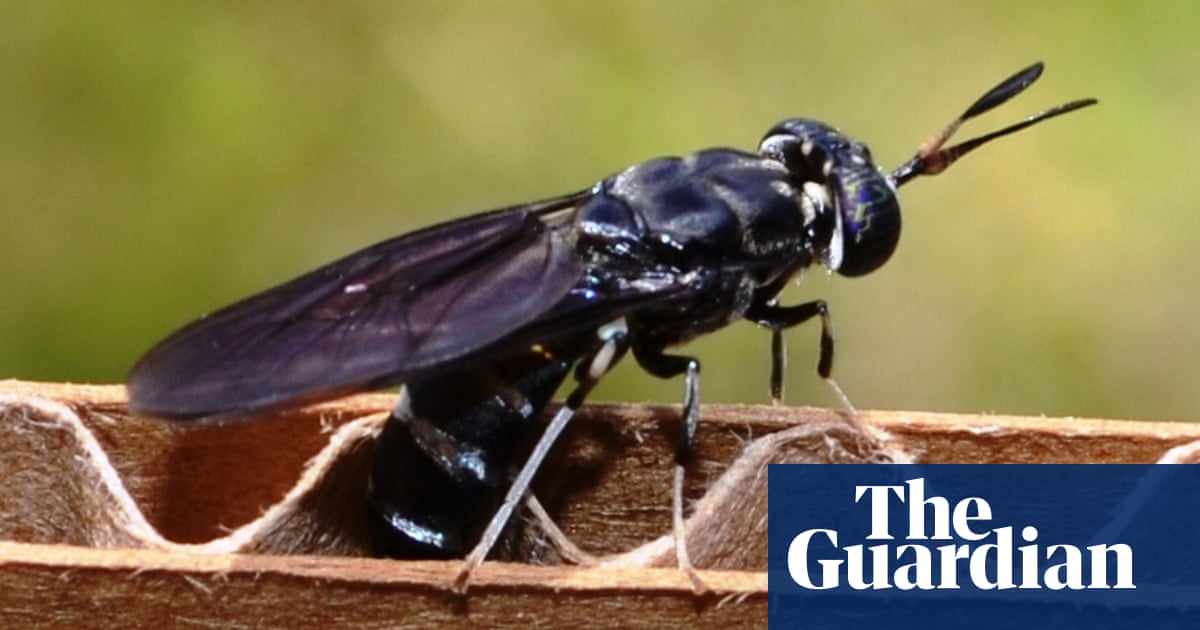 Specieswatch Black Soldier Fly The Uk S Newest Farmed Creature