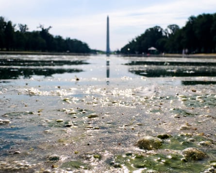 Algae forms in the newly renovated Lincoln Memorial Reflecting Pool in DC on Tuesday.