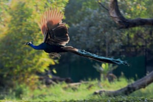 Um pavão voa no Parque Zoológico Nacional de Nova Delhi, Índia