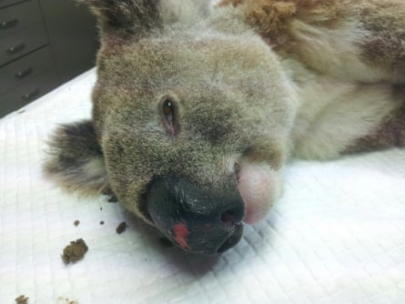 A young male koala lying under sedation
