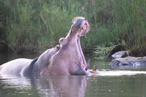 A yawning hippo bull in Chiredzi, Zimbabwe