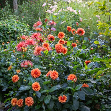 Sarah Raven Patrick Grant’s Dahlia Collection
