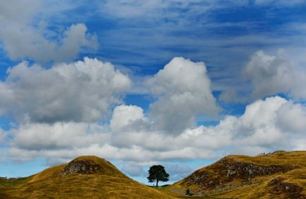 A photograph of the tree taken on a sunny day.