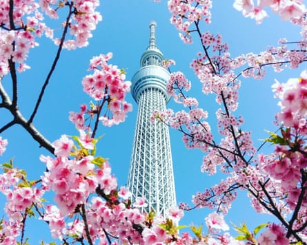 futuristic skyscraper seen through cherry blossom branches and against a blue sky