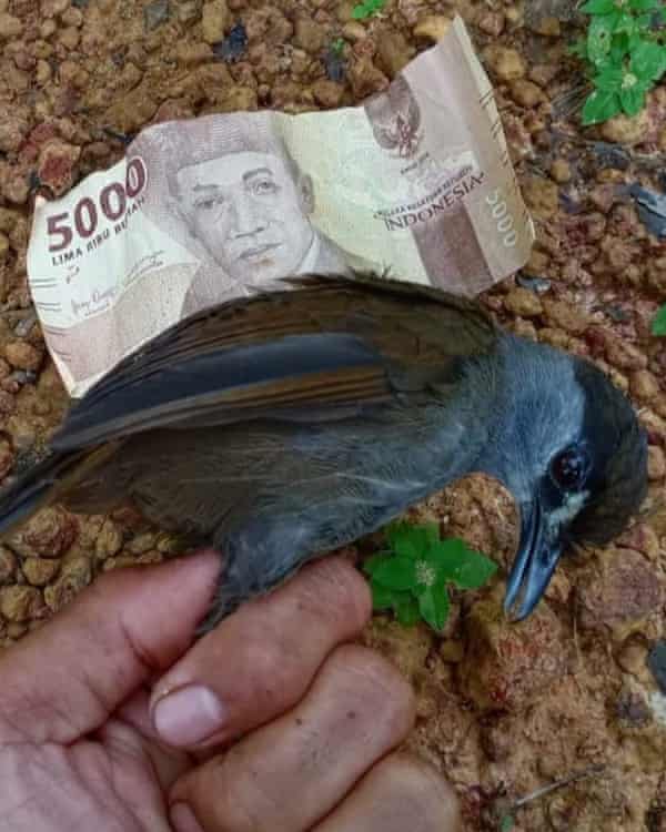 Black-browed babbler