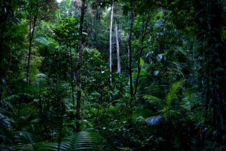 The Daintree rainforest in far north Queensland