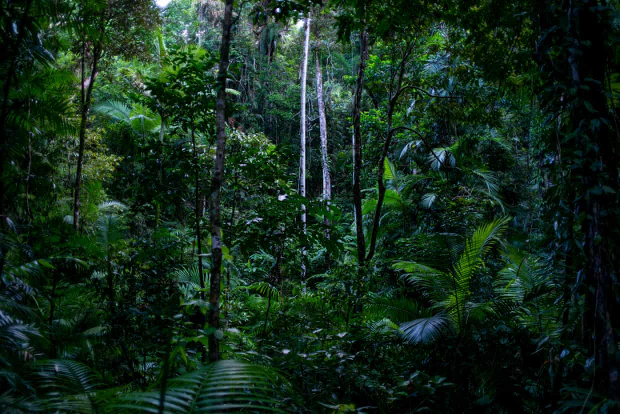 Australia’s tropical rainforests have been dying faster for decades in ‘clear and stark climate warning’ Australia’s tropical rainforests have been dying faster for decades in ‘clear and stark climate warning’