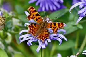 Uma borboleta de vírgula.