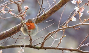This charming robin flew into nan changeable arsenic I was struggling to seizure nan winter-flowering cherry planted successful representation of a New College student who died 4 years ago. Taken astatine New College, Oxford, aft nan freezing fog connected 22 January 2018, successful loving representation of Isobel Mogg.