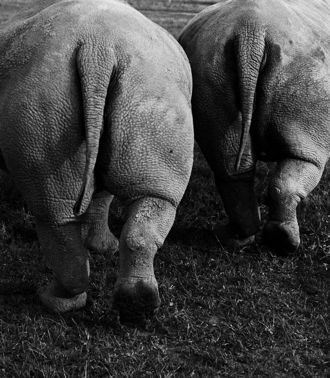 Sam Anderson, who collaborated with Davison on the project, says: ‘The story of the last two northern white rhinos is, unavoidably, tragic. Decades of poaching and habitat loss have reduced this once-thriving subspecies from a population of thousands to basically nothing – a state of doom that scientists call “functional extinction”. The last male died in 2018, leaving only two females: Najin and Fatu, mother and daughter. They live together, under the protection of armed guards, on the Kenyan wildlife conservancy Ol Pejeta, where everyone refers to them, affectionately, as “the girls”’