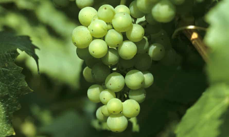 Mature English grapes on the vine.
