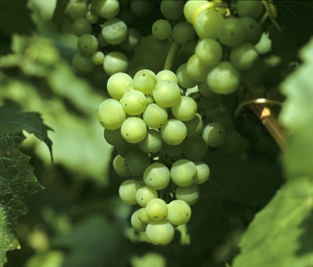 A bunch of mature English grapes on the vine in Kent