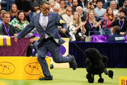 Handler Kaz Hosaka runs with Surrey Sage, a Miniature Poodle, also known as “Sage,” in the Best in Show competition during the 148th Westminster Kennel Club Dog Show at the USTA Billie Jean King National Tennis Center in Queens, New York. 148th Westminster Kennel Club Dog Show, New York, USA - 14 May 2024