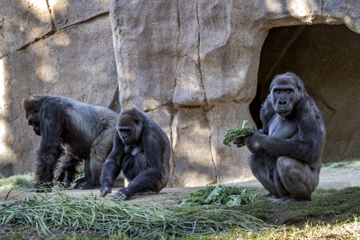 Gorillas at the San Diego zoo safari park, where members of the troop tested positive for Covid-19 in January 2021. Photograph: Ken Bohn/EPA