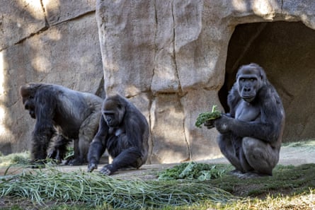 Three gorillas in a zoo enclosure