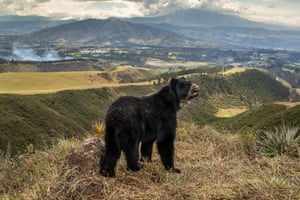 Spectacled bear’s slim outlook by Daniel Mideros, Ecuador Winner, Animals in their Environment