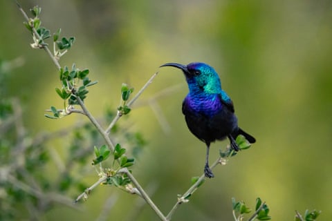 Um beija-flor-da-palestina pousa num galho de árvore na fronteira entre Israel e Líbano, na Alta Galileia, no norte de Israel.
