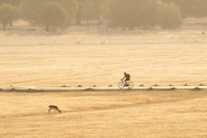 Cyclists make their way through a parched and arid Richmond Park