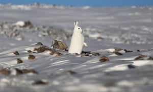 A snowshoe hare stands near Thule Air Base in Pituffik, Greenland