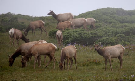 Tule elk graze on grass in a field at the Point Reyes national seashore