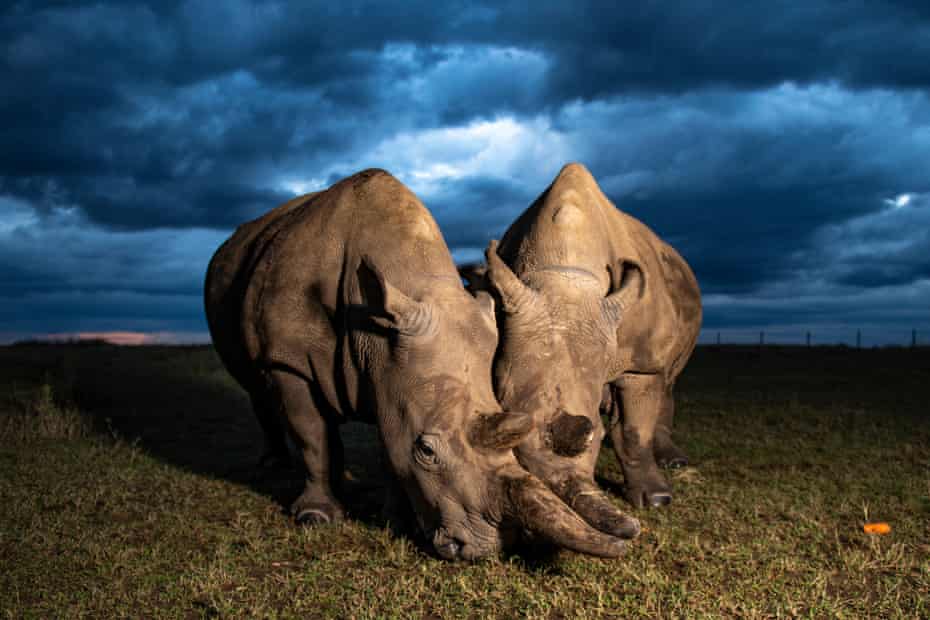 And Then There Were Two Can Northern White Rhinos Be Saved From Extinction Environment The Guardian And Then There Were Two Can Northern White Rhinos Be Saved From Extinction Environment The Guardian
