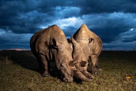 Fatu (left) and Najin (right) are the last two northern white rhinos left on the planet. They are both female and are a mother-daughter duo. The fate of the species now rest on assisted methods of reproduction.