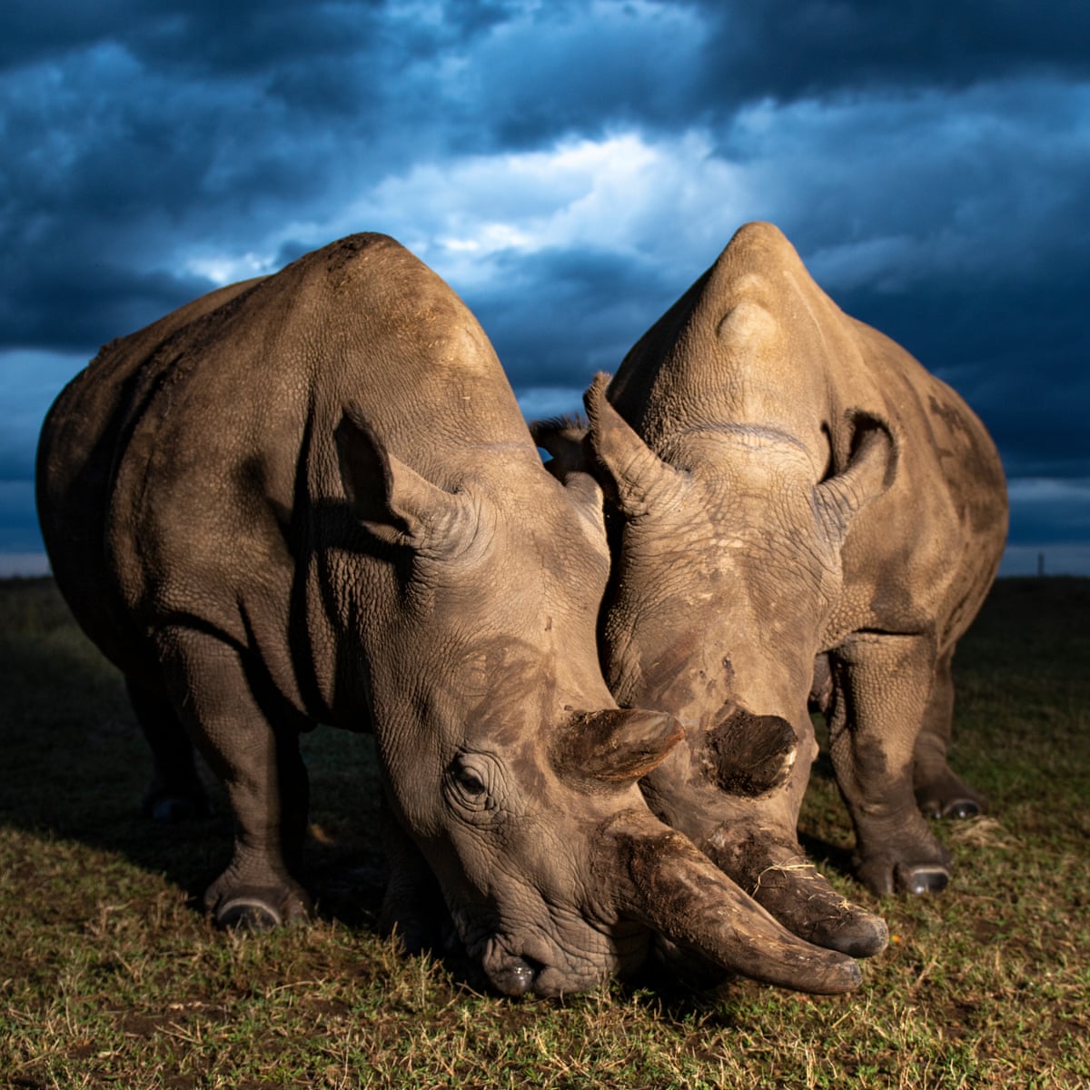 And then there were two: can northern white rhinos be saved from  extinction? | Environment | The Guardian