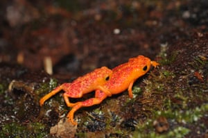 A pair of mating pumpkin toadlet frogs.