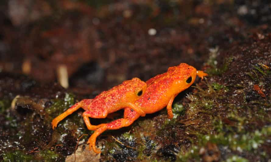 Scientists discover unique Brazilian frogs deaf to their own mating ...