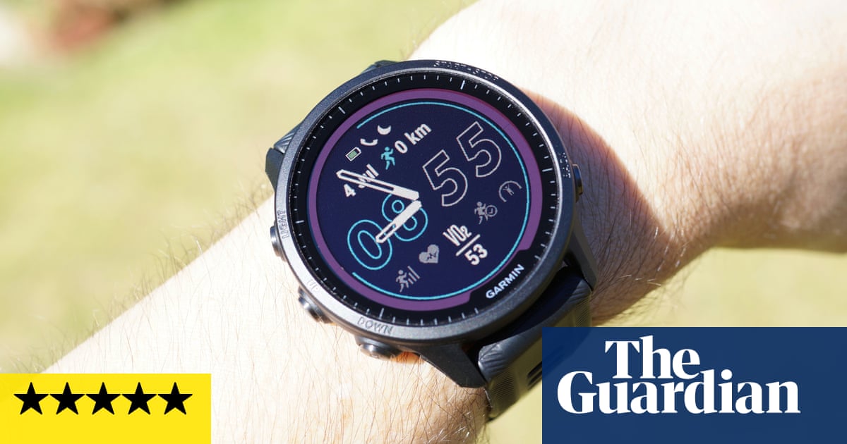 A curious meerkat pops up