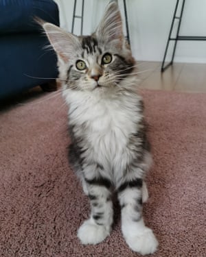 Selina's kitten Pip