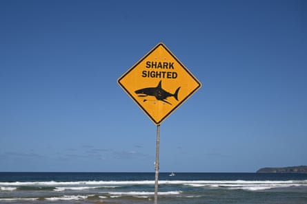 A diamond-shaped yellow sign by the sea has a picture of a shark and the words ‘shark sighted’